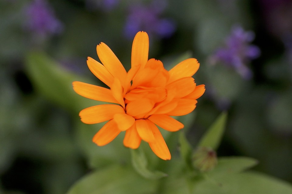 Blume orange
